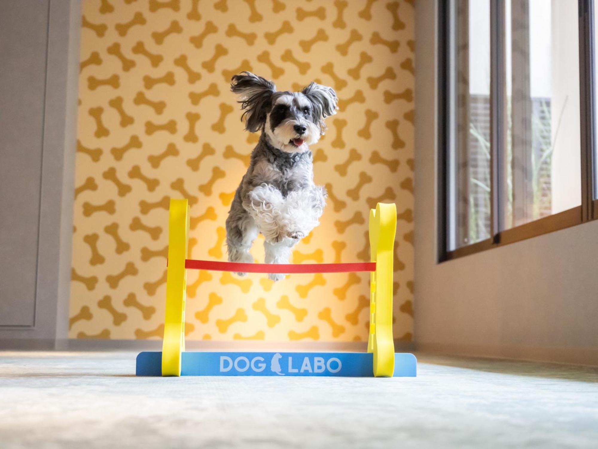 Hotel Anddoggy Kyoto Nijo Εξωτερικό φωτογραφία